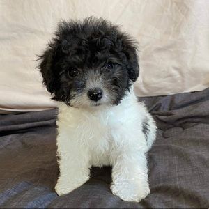 Meet your Posher, Carol